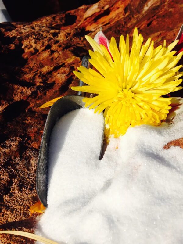 Look At the Picture Of Pure Salt With Yellow Flower